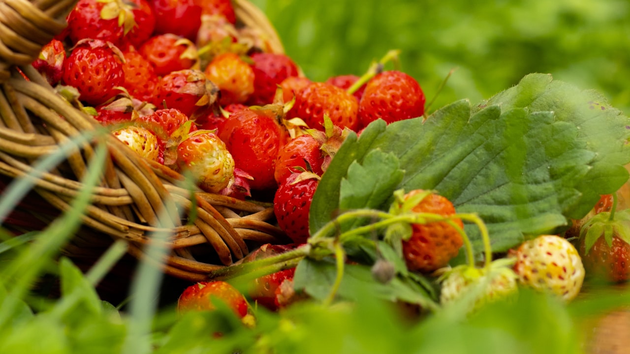 Here’s Why You Should Buy Products From OSIAS